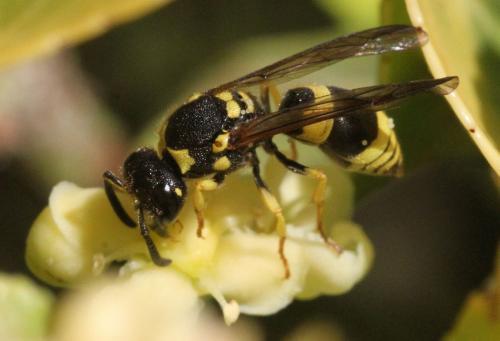 Ancistrocerus sp.